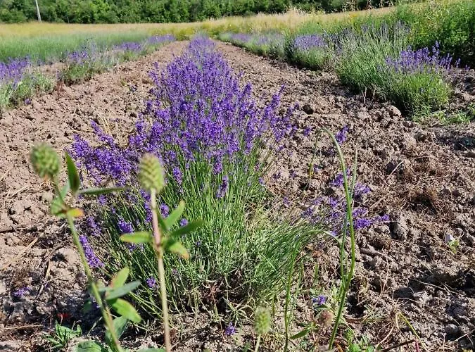 بيت ضيافة La Finestra Sul